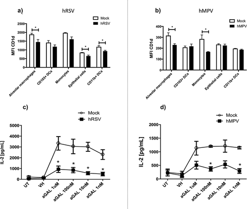 Figure 1. Expression levels of CD1d in infiltrated cells into the lungs from hRSV- and hMPV-infected mice and IL-2 secretion by NKT cells hybridoma in vitro. Wild-type [WT] BALB/c mice were infected with 1 × 106 PFU of hRSV (a) or hMPV (b) and 3-days post-infection lungs were removed, homogenized and cells were stained to detect the expression of CD1d in alveolar macrophages (CD45+CD11b−CD11c+CD64+CD24), CD103+ DCs (CD45+CD11b−CD11c+CD64−CD24+), monocytes (CD45+CD11b+MHCII−CD64−/low), epithelial cells (CD45−Epcam+), and DCs CD11b+ (CD45+CD11b+CD11c+MHCII+CD24−CD64−). The mean fluorescence intensity (MFI) for CD1d on these cells was analyzed by flow cytometry. Combined data from two independent experiments (n = 4 to 5 mice per group and independent experiment) are shown. Kruskal–Wallis test and Mann–Whitney U tests were performed to assess statistical differences. * P < 0.05 ** P < 0.01 *** P < 0.001. Bars represent mean ± SEM. Pre-pulsed α-GalCer and hRSV- (c) or hMPV- (d) infected DCs from wild-type C57BL/6 mice were co-cultured with iNKT cells hybridoma and IL-2 production was evaluated by ELISA. UT: Untreated; VH: Vehicle; α-GAL: α-Galcer. Combined data from three independent experiments (n = 2–3 treatment per group and experiment) are shown. Kruskal–Wallis and Mann–Whitney U test were performed to assess statistical differences. * P < 0.05. Lines represent mean ± SEM.