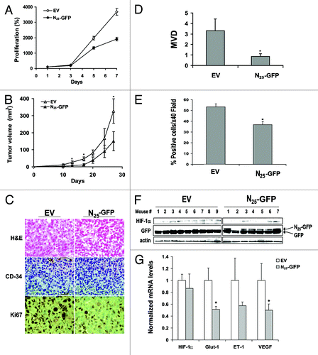 Figure 4. Expression of N25-GFP decreased proliferation, tumor growth and angiogenesis. (A) PC-3 cells stably expressing N25-GFP or empty vector (EV) were grown in 96-well plates and analyzed for XTT proliferation assay. Proliferation was expressed as increase in percentage of the initial absorbance that was measured 24 h after seeding (100%). Growth media were not changed until the end of the experiment. Points, mean (n = 6); bars, SD; *P < 0.001. (B) PC-3 cells stably expressing N25-GFP or EV were implanted (2 x 106) subcutaneously into the hinds of athymic nude mice. Tumor volume was monitored. Points, mean (n = 7 EV, n = 9 N25); bars, SE; *P < 0.05. (C) Tumor sections from EV and N25 tumors were stained with H&E (×20; upper panels) and immunostained with anti-CD34 (×20; middle panels) and anti-Ki67 (×40; lower panels). (D) Microvessel density (MVD) was determined in 5 paraffin-embedded tumor sections from each animal per group. Columns, average of the means of MVD from each animal; bars, SE; *P = 0.03. (E) Ki67 staining (%) was quantified by dividing the number of positive nuclei by the number of total nuclei in a ×40 magnification field multiplied by 100. Samples consisted from 5 paraffin-embedded tumor sections from each animal per group. Columns, average of the means of Ki67 staining from each animal; bars, SE; *P < 0.001. (F) Protein extracts were purified from xenograft tumors of each group and analyzed by western blotting using antibodies to HIF-1α, GFP, and actin. (G) Total RNA was isolated from 4 representative xenograft tumors of each group and analyzed by quantitative real-time PCR using primers specific to HIF-1α, Glut-1, ET-1, and VEGF. The results were normalized to actin mRNA expression levels, and the mean induction of each gene was normalized to EV. Columns, mean (n = 2); bars, SD; *P < 0.05.