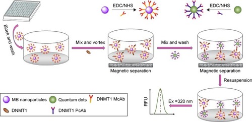 Scheme 1 The principle of FLISA.Abbreviations: FLISA, fluorescence-linked immunosorbent assay; EDC, 3-dimethylaminopropyl-N′-ethylcarbo-diimide hydrochloride; NHS, N-hydroxysuccinimide; MBs, magnetic beads; DNMT1, DNA methyltransferase 1; McAb, monoclonal antibody; PcAb, polyclonal antibody; RFU, relative fluorescence units.