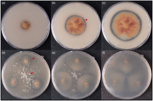 Figure 3. Clear zones around the colonies of strain KACC 83036BP on a mineral media containing emulsified PCL (a, b, and c) and PLA (d, e, and f). (a) 7 days after inoculation (DAI), (b) 14 DAI, (c) 21 DAI, (d) 8 DAI, (e) 18 DAI, (f) 45 DAI. The red arrowhead indicates a clear zone around the colony. The red arrow indicates PLA particles. The reverse side of the colonies is shown.