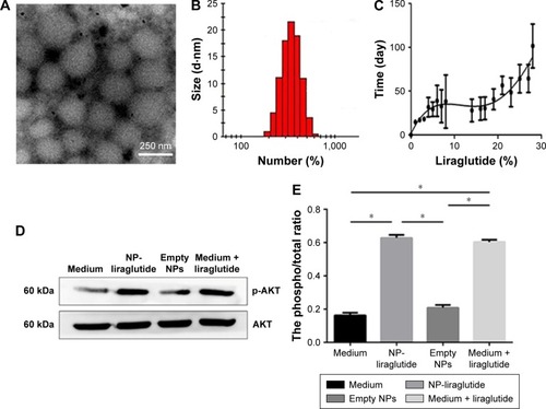 Figure 2 Characterization of NP-liraglutide.Notes: (A) Transmission electron microscopic images of the NP-liraglutide. Scale bar, 250 nm. (B) The size and zeta potential distribution of NP-liraglutide measured by DLS. (C) In vitro cumulative release profiles of liraglutide from NP-liraglutide (n=3). The percentage of cumulative released liraglutide was calculated as follows: (cumulative released liraglutide at a given time point/total amount of liraglutide) ×100%. Data are shown as mean ± SEM of three samples per time points. (D) Induction of AKT phosphorylation in neonatal rat cardiomyocyte cultures by liraglutide released from the NP-liraglutide. Representative Western blots of cardiomyocyte cultures treated with the only medium, released medium from the NP-liraglutide, medium from empty NPs or medium with direct addition of liraglutide. (E) Densitometric analysis for phosphorylation level of AKT protein kinase based on Western blot. Columns in graph were expressed as the ratio of phosphorylated to total protein signal intensity from three independent experiments. Data are shown as mean ± SEM, *P<0.05. NP-liraglutide: liraglutide loaded in PLGA–PEG NPs.Abbreviations: DLS, dynamic light scattering; NP, nanoparticle; PEG, poly(ethylene glycol); PLGA, poly(lactic-co-glycolic acid); SEM, standard error of the mean.