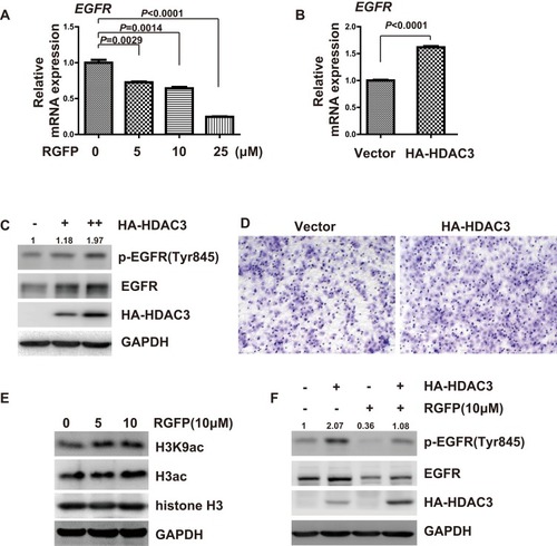 Figure 4 Inhibition of EGFR by RGFP966 is associated with HDAC3. (A), Huh7 cells were treated with indicated doses of RGFP966 (RGFP), or vehicle. After 40 hrs, cells were harvested, and total RNA was extracted. Relative expression of EGFR mRNA was determined by real-time PCR. GAPDH was used as internal control. Data are represented as mean ± SD from three independent experiments. P value refers to two-sided t test. (B), Huh7 cells were separately transfected with empty vector and expression vector for HA-tagged HDAC3. After 40 hrs, cells were harvested, and total RNA was extracted. Relative expression of EGFR mRNA was determined by real-time PCR. GAPDH was used as internal control. Data are represented as mean ± SD from three independent experiments. P value refers to two-sided t test. (C), Huh7 cells were separately transfected with empty vector and different doses of HA-tagged HDAC3 expression plasmids. After 48 hrs, cells were harvested, and Western Blot analysis was performed with the indicated antibodies. GAPDH was used as internal control. (D), Huh7 cells were separately transfected with empty vector and expression vector for HA-tagged HDAC3. After 24 hrs, 2.5 x104 cells were plated into a transwell chamber. After 40 hrs, the invaded cells were stained, and representative images were photographed. (E), Huh7 cells were treated with indicated doses of RGFP966 (RGFP), or vehicle. After 48 hrs, cells were harvested and Western Blot analysis was performed with the indicated antibodies. GAPDH was used as internal control. (F), Huh7 cells were separately transfected with empty vector and expression plasmids for HA-HDAC3, and then were treated with RGFP966 (RGFP, 10μM) and vehicle for 48hrs. Then, cells were harvested, and Western Blot analysis was performed with the indicated antibodies. GAPDH was used as internal control.