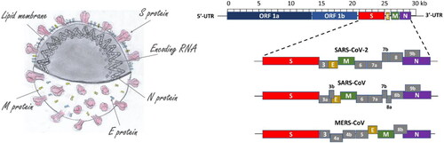 Figure 1. Coronavirus morphology along with the organization of the genome of SARS-CoV, MERS-CoV and SARS-CoV-2.