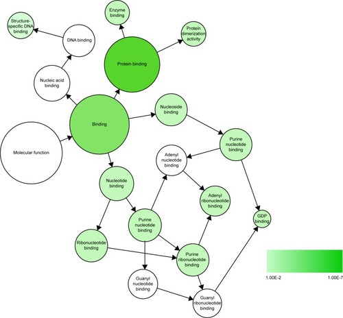 Figure 9 Significant MF network constructed by Cytoscape 3.40.