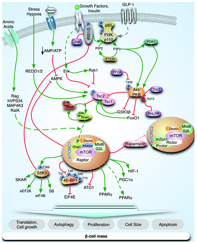 Figure 1. mTOR signaling pathway. mTOR is part of two major complexes, mTORC1 and mTORC2. Insulin and growth factor receptors induce PI3K, which results in phosphoinositide-dependent kinase-1 (PDK1)-dependent phosphorylation of T308 of AKT. mTORC1 is negatively regulated by TSC1 and TSC2 and positively regulated by the small G protein RHEB. Akt phosphorylates TSC2 and disrupts the complex of mTORC1, which inhibits the GTPase activating function (GAP activity) of the TSC1-TSC2 complex toward RHEB and favors the GTP bound form of RHEB (active). S6K regulates cell size, ribosomal biogenesis and protein synthesis. In addition, S6K signaling inhibits insulin signaling by phosphorylation of IRS1 and possibly IRS2. mTORC1 phosphorylates 4E-BP at multiple sites, leading to dissociation of eIF4E and resulting in cap-dependent translation. Additional mTORC1 targets include ATG1, PPARγ, PGC1α and HIF-1. Energy depletion and glucose starvation increase the AMP/ATP ratio resulting in augmented AMPK activity. Amino acid activation of mTORC1 is more complex and not completely understood but several pathways have been proposed (Rag GTPases, hVPS34, MAP4K3 and RalA). Stress condition such as hypoxia can regulate TSC complex through REDD1/2.