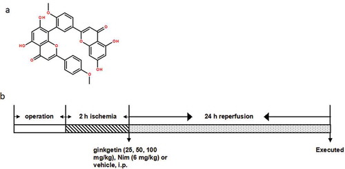 Figure 1. Chemical structure of Ginkgetin (a) and diagram of the experimental protocols (b). (a) Chemical structure of Ginkgetin (C32H22O10, molecular weight: 566.511). (b) Rats were subjected to 2 h of ischemia and 24 h of reperfusion. Ginkgetin (25, 50, 100 mg/kg), Nim (6 mg/kg) or vehicle (0.9% (w/v) NaCl solution) were administered i.p. 2 h after the onset of ischemia. The rats in sham and I/R groups received equal volumes of vehicle at the same time point. After 24 h of reperfusion, the rats were anesthetized and then decapitated.