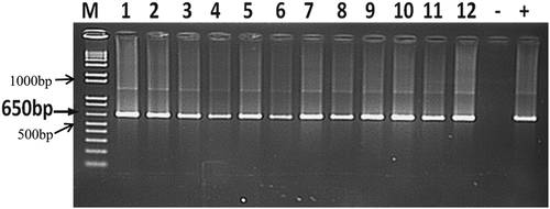 Fig. 1 Agarose gel photo of PCR amplification of Xcm isolates from different studies. Lane 1 to 5: denotes DNA fragments of Xcm isolates from weevils captured from ‘Kayinja’ and ‘Mbwazirume’ fields; Lane 6 to 9: DNA fragments of Xcm isolates from ‘Kayinja’, ‘Musakala’, ‘Nakitembe’ and ‘Mpologoma’, respectively, inoculated with weevils previously fed on Xcm oozing corms; and Lane 10 to 12: DNA fragments of Xcm isolates from weevil head (including mouth parts), thorax and abdomen. M is a 1kb ladder.