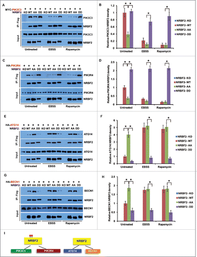 Figure 4. NRBF2 S113 S120 phosphorylation differentiates its interaction with PtdIns3K subcomplexes. (A-H) Interactions between NRBF2 (unphosphorylated or phosphorylated mutants) and individual PtdIns3K complex components. HEK293T cells were transfected with MYC-PIK3C3 (A), HA-PIK3R4 (C), HA-ATG14 (E), or HA-BECN1 (G) together with Flag-tagged NRBF2 wild-type (WT), AA, or DD mutant, and treated with EBSS (2 h), rapamycin (50 nM, 2 h), or left untreated. Flag-NRBF2 and its associated proteins were immunoprecipitated uisng anti-Flag M2 resin and probed by individual antibodies in western blotting. The relative ratios of MYC-PIK3C3 (B), HA-PIK3R4 (D), HA-ATG14 (F), or HA-BECN1 (H) to NRBF2 were quantified and standardized. The error bars represent the standard error of the mean from 3 independent experiments within the same treatment group. *, P < 0.05. (I) A schematic showing that phosphorylated NRBF2 preferentially interacts with PIK3C3 and PIK3R4, while unphosphorylated NRBF2 preferentially interacts with ATG14 and BECN1.