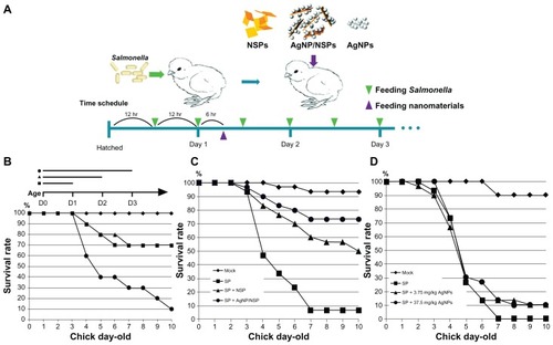 Figure 2 Controlling Salmonella infection with the investigated nanomaterials. (A) Experimental conditions in newborn chicks, including the feeding schedules of both Salmonella pullorum (SP) and the nanomaterials. (B) The chicks were orally challenged with Salmonella twice (within day 1, square), four times (within the first 2 days, triangle), or six times (dot). (C and D) The chicks were challenged with Salmonella pullorum six times within the first 3 days. The nanoscale silicate platelets (NSPs) (C), silver nanoparticle (AgNP)/NSPs (C), and AgNPs (D) were administrated once at postnatal 30 hours. Mock in (C and D), feeding water only.Note: The data represent three independent experiments (n = 10 per group) and were analyzed by two-way analysis of variance.