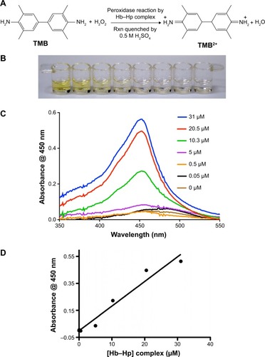 Figure 1 (A) Experimental setup and reaction scheme for the Hb–Hp enzyme-catalyzed peroxidase reaction of TMB to TMB2+. (B) Optical image of the fixed concentration of chromogenic reactant with different concentrations of Hb–Hp complex, starting from 31 μM Hb–Hp in the left to 0 μM Hb–Hp (blank) in the right. (C) The correlation of Hb–Hp complex concentration and UV absorbance data at 450 nm. (D) The calibration plot shows the UV absorbance data for various concentrations of Hb–Hp complex as mentioned, with the linear regression following the equation y=0.0182×, with R2 value of 0.96.Abbreviations: Hb, hemoglobin; Hp, haptoglobin; TMB, 3,3′,5,5′-tetramethylbenzidine; UV, ultraviolet.