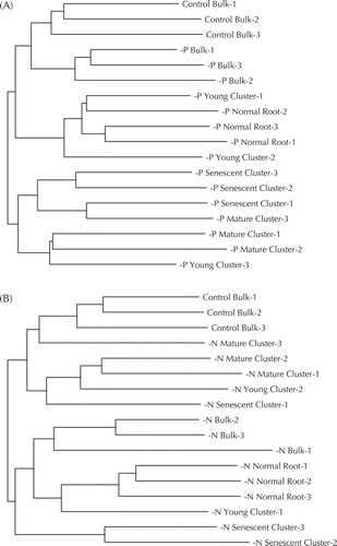 Figure 3. Cluster analyses for rhizosphere bacterial fingerprintings of white lupin at 41 DAT. (A) and (B), respectively, denote results for comparing with P or N deficiency to control treatment.