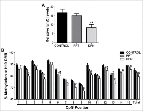 Figure 1. Effect of PPT and DPN treatment on DNA methylation. (A) Decrease in global 5mC content in spermatozoa after DPN treatment. All values are expressed as means ± SEM. ** represents P < 0.01. (B) Methylation mapping of 15 CpG sites and total methylation of H19 DMR by pyrosequencing after PPT and DPN treatments. ‘a’ indicates P < 0.05, ‘b’ indicates P < 0.01, and ‘c’ indicates P < 0.001. n = 8.