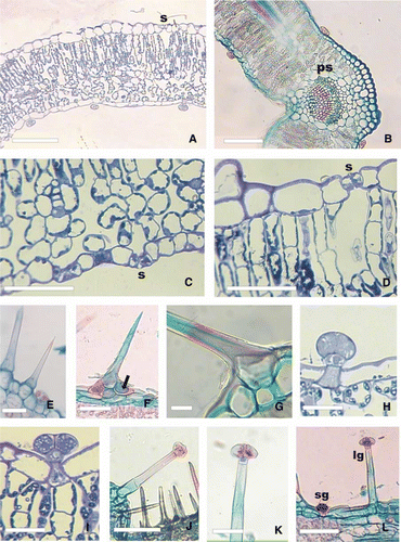 Figure 4  Leaf transverse section of Verbena native species of Buenos Aires province (LM). A, General view of V. litoralis. B, Detail mid-vein of V. montevidensis. C, Detail of abaxial epidermis and spongy chlorenchyma of V. bonariensis. D, Detail of adaxial epidermis and palisade chlorenchyma of V. bonariensis. E, Patent nonglandular trichome in V. rigida. F, G, Nonglandular trichome with cystoliths in the basal cells of V. bonariensis. H, Short-stalked glandular trichome of V. litoralis. I, Sunken short-stalked glandular trichome of V. litoralis. J, Long-stalked glandular trichome and nonglandular trichomes of V. intermedia. K, Long-stalked glandular trichomes of V. bonariensis. L, Adaxial epidermis of V. bonariensis. Abbreviations: lg, long-stalked glandular trichome; LM, light microscopy; ps, parenchymatous sheath; s, stomata; sg, short-stalked glandular trichome; black arrow, cystoliths. Bars: A, B, F, J, L, 100 µm. C–E, K, 50 µm. G, H, I, 25 µm.
