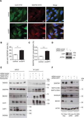 Figure 5. USP1 depletion is coupled to an increase in SQSTM1-ULK1 colocalization and enrichment of autophagic proteins in the 5 M urea-solubilized pellet. (a) Representative images of U2OS cells transfected with scrambled or USP1-specific siRNA and then fixed for immunofluorescence analysis with anti-SQSTM1- and -ULK1-specific antibodies. Scale bar: 10 μm. (b) Percentage of cells containing SQSTM1 dots. (c) Quantification of SQSTM1-ULK1 colocalization. Both graphs (b and c) report the mean ± SD of n = 3 independent experiments; at least 50 cells per group per experiment were counted. ** = P < 0.001 and *** = P < 0.0001. (d) Control blot. (e) U2OS cells were transfected with control, ULK1- or USP1-specific siRNA. After 72 h, the cells were left untreated or incubated with 100 nM of bortezomib for 6 h. Cleared lysates were immunoprecipitated with anti-ULK1 antibody and analyzed by immunoblotting with the indicated antibodies. (f) U2OS cells were transfected with scrambled or USP1-specific siRNA and were lysed after 72 h, in 1% Triton X-100-containing buffer. Detergent-soluble and insoluble fractions were separated by centrifugation and the pellets were solubilized either with 5 M urea-, or 2% SDS-based buffers and analyzed by immunoblots with the indicated antibodies.