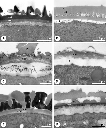 Figure 1 Pollen grains representing different wall characteristics.A. Salix fragilis. Typical pollen wall organisation with intine, compact endexine and columellate ektexine. U+Pb. B. Corylus avellana. Pollen wall with intine and ektexine. Endexine not detectable, microchannels in ektexine, TCH+Sp (lipid‐test). C. Fraxinus excelsior. Microchannels within the endexine and intine of the apertural region. TCH+Sp (lipid‐test). D. Platanus×hispanica. Endexine laminated/granulose in apertural region. PA+TCH+Sp (short). E. Syringa vulgaris. Ektexine cavities completely sealed by electron‐dense pollenkitt. Endexine compact. PA+TCH+Sp (short). F. Quercus robur. Little electron‐lucent pollenkitt within exine. Endexine compact. TCH+Sp (lipid‐test). A–F. TEM (ekt = ektexine, end = endexine, i = intine, p = pollenkitt).