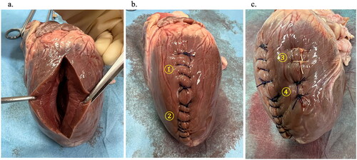 Figure 1. Suturing and ligature procedures on porcine myocardium. a. Porcine myocardium incised with a scalpel. b, c. Porcine myocardium sutured using different types of threads. 1. Continuous suture with VICRYL®. 2. Continuous suture with STRATAFIX® Spiral PDS PLUS. 3. Single suture ligation with VICRYL®. 4. Single suture ligation with PDS Plus®.