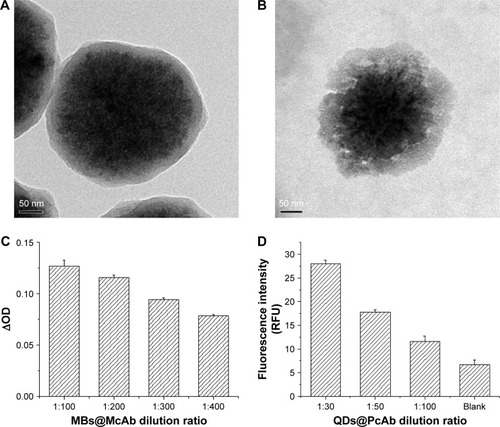 Figure 1 (A) TEM image of the bare MBs. (B) TEM image of MBs coated with DNMT1 McAb (MBs@McAb). (C) Characterization of biological activity of MBs@McAb. (D) Characterization of biological activity of QDs@PcAb.Abbreviations: TEM, transmission electron microscopy; MBs, magnetic beads; DNMT1, DNA methyltransferase 1; McAb, monoclonal antibody; QDs, quantum dots; PcAb, polyclonal antibody; OD, optical density; RFU, relative fluorescence units.