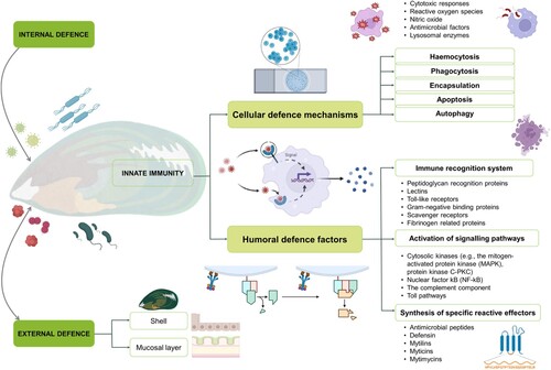 Figure 2. An overview of bivalve immunity, considering external and internal defences, along with cellular and humoral defence factors relating to mussel species.