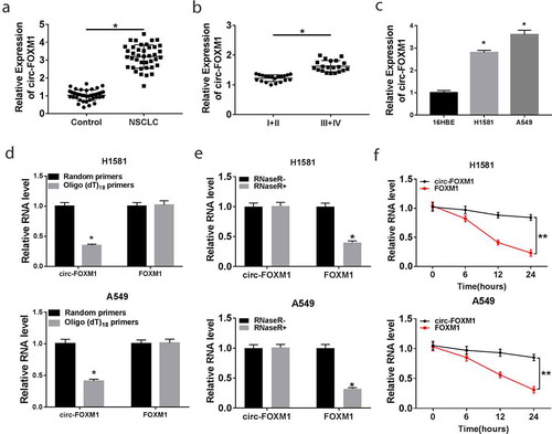 Figure 1. The level of circ-FOXM1 in NSCLC tissues and cells. (a) The level of circ-FOXM1 was detected by RT-qPCR in NSCLC tissues and adjacent normal tissues; Student’s t-test was performed for statistical analysis. (b) Circ-FOXM1 expression was examined in tissues isolated from various TNM stage (I+ II, III+IV) NSCLC patients by RT-qPCR; Student’s t-test was performed for statistical analysis. (c) The level of circ-FOXM1 was determined in NSCLC cells and normal cells; ANOVA followed via Tukey’s test was performed for statistical analysis. (d) Random hexamer or oligo (dT) primers were used to measure the levels of circ-FOXM1 and mRNA-FOXM1; Student’s t-test was performed for statistical analysis. (e and f) The levels of circ-FOXM1 and mRNA-FOXM1 were examined in NSCLC cells after the treatment of RNase R; Student’s t-test was performed for statistical analysis. *P < 0.05