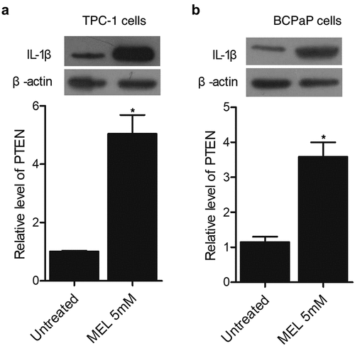 Figure 4. MEL inhibited the proliferation and activated the apoptosis of TPC-1 and BCPaP cells (* P value < 0.05, vs. untreated cells).