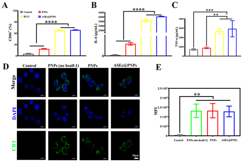 Figure 5 ASEc@PNPs induced the ICD of tumor cells and promoted macrophage polarization in vitro. (A) FCM analysis of the proportion of M1 macrophages (labeled with CD86+). Cytokine content of (B) TNF-α and (C) IL-6 tested by ELISA. (D) Immunofluorescence staining images of HepG2 cells. Scale bar: 10 μm. (E) Mean fluorescence intensity of CRT tested by FCM. (**p < 0.01, ***p < 0.001, ****p < 0.0001). Scale bar: 10 μm.