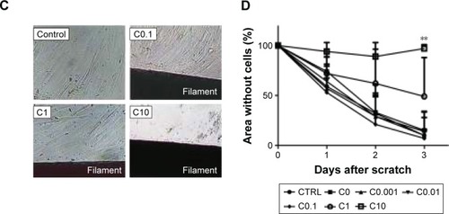 Figure 5 Response of NHDFs grown with the curcumin-loaded filaments.Notes: (A): Relative absorbance (relative to CTRL) measured for the MTT assay after 1 day (left) and 7 days (right) of culture. (B) Relative absorbance measured for the BrdU assay after 1 day (left) and 7 days (right) of culture. Magnification 10×. (C) Cell layer observed in the scratch area after 3 days of culture in the control well (no filaments) and in wells with the filaments C0.1, C1, and C10. (D) Wound area closure over time of culture. All the experiments were performed in the presence of 50 μM H2O2. Error bars represent standard deviations (n=4, samples in triplicate, *P≤0.05, **P≤0.01, ***P≤0.001).Abbreviations: BrdU, 5-bromo-2′-deoxyuridine; CTRL, control; NHDFs, normal human dermal fibroblasts.