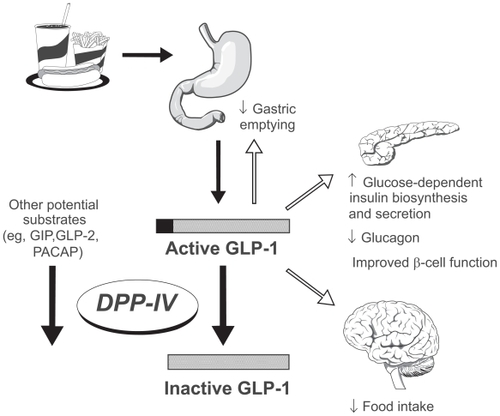 Figure 1 The role of glucagon-like peptide (GLP-1) in glucose homeostasis. Reprinted with permission from Weber A. Dipeptidyl peptidase IV inhibitors for the treatment of diabetes. J Med Chem. 2004;47:4135–4141.Citation2 Copyright © American Chemical Society.