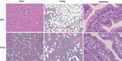 Figure 3. H&E staining of liver, lung, and intestine.