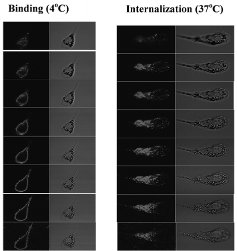 Figure 6. Binding and internalization of C-HBV by iDCs-confocal microscopy.
