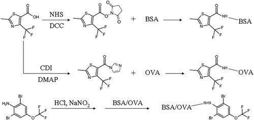 Figure 2. Synthetic routes of immunogens and coating antigens.