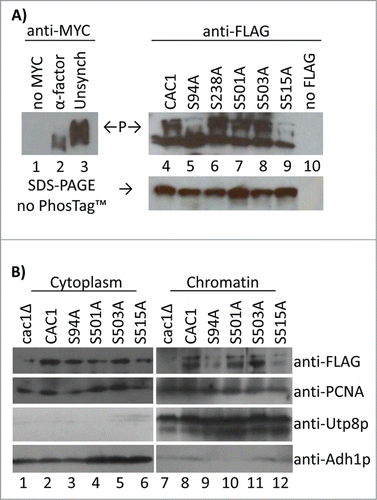Figure 4. Cac1p-S94A and Cac1p-S515A reduce the association of Cac1p with chromatin. (A) Cells with a MYC-tagged genomic copy of CAC1 (lanes 1–3) or cac1Δ cells with plasmids expressing FLAG-tagged Cac1p with no mutation (CAC1), lane 4, the indicated point mutations (lanes 5–9) or empty plasmid (lane 10) were analyzed by the PhosTagTM retardation assay as inFig. 1. “P” and arrows indicate the mobility of the phosphorylated Cac1p-MYC (left) and Cac1p-FLAG (right). A parallel Western blot without PhosTagTM is shown beneath. One of 2 independent experiments with reproducible outcomes is shown. (B) Spheroplasts from cac1Δ cells with plasmids for the expression of FLAG-tagged Cac1p were lysed and spun to obtain the cytoplasm fractions (lanes 1–6) and chromatin pellets (lanes 7–12). All samples were analyzed by Western blotting with anti-FLAG, anti-PCNA, anti-Utp8p and anti-Adh1p antibodies. Utp8p and Adh1p represent the purity of the chromatin and cytoplasm fractions, respectively. One of 2 independent experiments with reproducible outcomes is shown.
