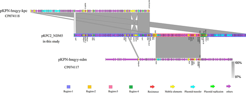 Figure 2 Sequence alignment of plasmid pKPC2_NDM5 with sequences of pKPN-hnqyy-ndm (GenBank accession no. CP074117), and pKPN-hnqyy-kpc (GenBank accession no. CP074118). The visualization map was created by EasyFig software.