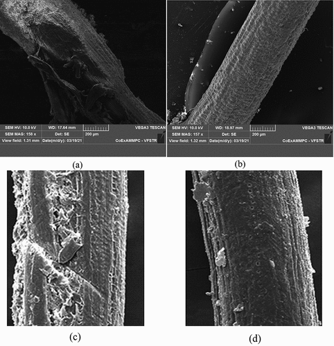 Figure 15. Surface morphology of (a) untreated hemp fiber and (b) treated hemp fiber with 6% NaOH solution (c) untreated palmyra fiber and (d) treated palmyra fiber with 6% NaOH solution.