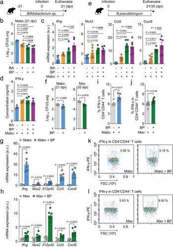 Figure 7. Oral administration of Bifidobacterium sp. enhances lung protective immunity during NTM-PD.