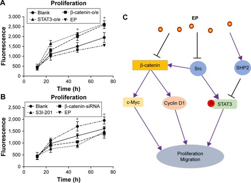 Figure 4 Multiple antitumor mechanisms of EP in ovarian cancer cells.