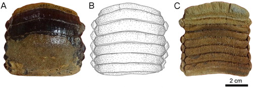 FIGURE 3. Fossil specimen MUSA-567 from the Bahia Inglesa Formation (middle Miocene–early Pleistocene), Bahia Salado, Caldera region, Chile. A, C, upper dental plate; B, reconstruction. A, B, occlusal and C, basal views.
