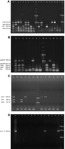Figure 1 Multiplex-PCR Banding Patterns of Virulence Genes and Individual PCRcnf of E. coli generated by gel electrophoresis. (A) iucD (512 bp), satA (384 bp), fliC (304 bp) and fimH (210 bp). (B) papGII (562 bp), papGIII (421 bp); vatA (330 bp), vatP (226 bp) and iha (150bp). (C) hlyA (1, 280 bp), satP (880 bp) and papA (641 bp). (D) cnf-1 (3, 100 bp). M. Molecular weight market (100 bp Plus DNA Ladder in A, B and C and 1 kb Plus DNA ladder in D) . Lane C+. Positive control (E. coli CFTO73 in A; E. coli CFTO73 plus E. coli O59I in B and E. coli GAG1 in C and D) . Lines with a number E. coli isolated from the samples. C-. Negative control.