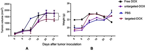 Figure 8 Therapeutic effects of exo-DOX in b6 nude mice bearing TUBO tumor. Mice bearing TUBO tumors (>100 mm3) were administrated intravenously with 1.5 mg/kg of different reagents (PBS, free DOX, targeted and untargeted exo-DOX), ttwice a week for a total of six injections. (A) Tumor growth was measured by digital caliper after each injection, and the antitumor activity of each group was assessed via tumor volume measurements. Targeted exo-DOX treatment dramatically reduced the rate of tumor growth compared to the control group (*P<0.05). At the experimental dose, free DOX and untargeted exo-DOX showed no significant effects on tumor growth (B) No significant difference was detected in body mass among the mice in these groups.Abbreviations: DOX, doxorubicin; exo-DOX,  doxorubicin-loaded exosome DOX.
