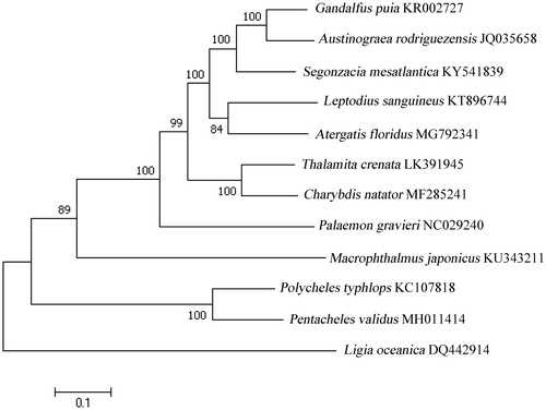 Figure 1. Molecular phylogeny of Pentacheles validus mitochondrial genome based on the maximum likelihood (ML) method using a Kimura 2-parameter model. The bootstrap values are shown at node branches (>50). Initial tree(s) for the heuristic search were obtained automatically by applying Neighbour-Join and BioNJ algorithms to a matrix of pairwise distances estimated using the maximum composite likelihood (MCL) approach, and then selecting the topology with superior log-likelihood value. The tree is drawn to scale, with branch lengths measured in the number of substitutions per site. The analysis involved 12 mitochondrial genome sequences.
