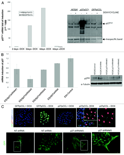 Figure 2. Gain and loss of function of p27Kip1 in hESC. (A) Quantitative RT-PCR analysis of p27Kip1 expression in hESC infected with lentiviral tet-off inducible vector encoding for human p27Kip1 shows a gradual increase in the levels of p27Kip1 mRNA after removing doxycycline and a repression when doxycycline is added to the medium. Western blot analysis of the level of p27Kip1 protein in hESC infected with lentiviral tet-off inducible vector encoding for human p27Kip1 cultured in the presence or absence of doxycycline confirmed qRT-PCR results. Uninfected hESC were used for control of endogenous p27Kip1. (B) Quantitative RT-PCR analysis of p27Kip1 expression in hESC infected with 3 different lentivirus-derived GFP plasmids. These plasmids generated short hairpin RNA (shRNA) with different percentages of efficiency. The construct number 3 reached ~70% of knockdown. A Non-Target shRNA lentivirus GFP plasmid vector (NT shRNA) that does not target human genes was used as a control. Western blot analysis confirmed qRT-PCR results. (C) Immunofluorescence analysis of hESC after overexpression and knockdown of p27Kip1, in undifferentiated conditions, reveals an enlarged phenotype in cells overexpressing p27Kip1 and a fibroblastoid scatter-cell phenotype in knockdown cells. Scale bars 250 μm for lower magnification and 75 μm for higher magnification.