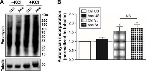 Figure S1 Ascorbate supplementation alone does not alter localized protein translation at hippocampal synapses.Notes: (A) Basal and KCl-stimulated synaptosomal protein translation was evaluated in hippocampal samples of Ctrl and Asc pups. (B) Depolarization in the presence of KCl induced an increase in the protein translation in synaptoneurosomes of the pups of the Ctrl (1.555±0.6100 for stimulated compared to 1.000±0.0 for unstimulated; mean ± SD). A similar elevation in protein translation was observed in pups supplemented with ascorbate alone (1.720±0.4584 for stimulated compared to 1.126±0.2650 for unstimulated; mean ± SD). Data are represented as mean ± SEM (n=6 rats per group). *Statistical significance between the stimulated translation and the respective basal controls (P=0.0108; F=4.778; ANOVA with Newman–Keuls correction).Abbreviations: Asc, ascorbic acid; NS, nonsignificant; SEM, standard error of the mean; US, unstimulated; St, stimulated.