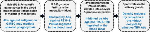 Figure 4. Target stages for combination vaccines.