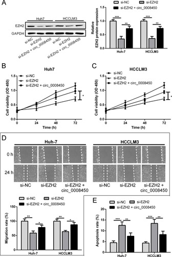 Figure 5 Hsa_circ_0008450 attenuates the effect of EZH2 knockdown on HCC cell progression. (A) The protein expression of EZH2 was detected by Western blot in Huh-7and HCCLM3 cells. (B and C) The cell proliferation viability was measured by CCK-8 assay. (D) The cell migration was monitored by wound healing assay. (E) The cell apoptosis was analyzed by ﬂow cytometry. *P < 0.05, **P < 0.01, and ***P < 0.001.