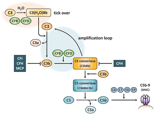 Figure 1. Complement alternative pathway. CFH, CFI and MCP are complement regulatory factors. C3, CFB and CFD are complement activation factors. C3, complement component 3; CFB, complement factor B; CFD, complement factor D; CFH, complement factor H; CFI, complement factor I; MAC, membrane attack complex; MCP, membrane cofactor protein.