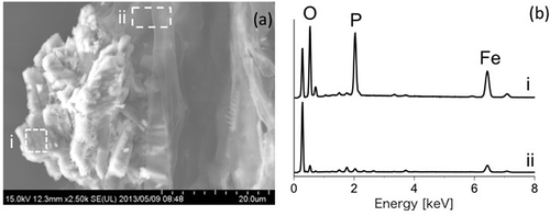 Figure 7 (a) Scanning electron microscope image of vivianite crystals on a rice (Oryza sativa, L.) root, and (b) energy-dispersive X-ray analyses of the selected areas of (i) the dotted square and (ii) the dashed square of Fig. 7a. O: oxygen; P: phosphorus; Fe: iron.