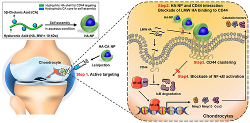 Figure 2 Schematic illustration of HA-NPs for treatment of OA. Reprinted from Biomaterials, 275, Kang LJ, Yoon J, Rho JG et al. Self-assembled hyaluronic acid nanoparticles for osteoarthritis treatment. 120,967, Copyright 2021, with permission from Elsevier.Citation26