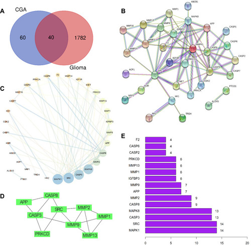 Figure 2 Preliminary screening of the candidate targets, PPI network-based cluster analysis and core targets prediction. (A) Venn diagrams of common targets in glioma and chlorogenic acid. As a result, 40 pharmacological potential targets were obtained. (B) Construction of PPI network in CGA in treating glioma by using STRING database. (C) Topological analysis of potential targets in CGA in treating glioma by using Network Analyzer. (D) Cluster analysis of PPI network to extract the core gene modules by using MCODE algorithm. (E) The top 15 core genes visualization obtained by using R software according to the relevance number of nodes.