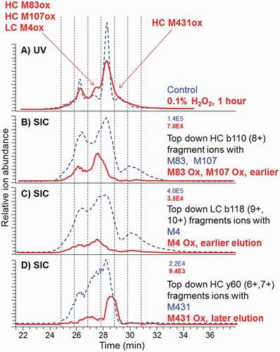 Figure 6. CEX-UV profiles with detection at 280 nm and CEX selected ion chromatograms (SIC) for top-down fragments of the control antibody (dash) and after 1-h stress by 0.1% hydrogen peroxide (bold solid line). Maximum ion intensities are shown at the top right of SEC plots. SIC of M4 Ox was elevated (not to scale) to better visualize the elution time. Ion intensity should be used for quantitation