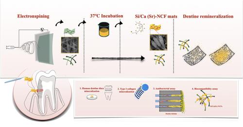 Scheme 1 Schematic illustration of Si/Ca(Sr)-NCF mats application to conduct multifunctional remineralization in dentine hypersensitivity model. Si/Ca(Sr)-NCF mats were assembled by electrospinning NCF mats and mineral loading. The dentine tubular obstruction effects were evaluated with (1) in vitro dentine discs, (2) the type I collagen model, (3) the antibacterial activity and (4) cytocompatibility with human dental pulp cells. Si/Ca(Sr) NPs were continuously released from the minerals (Ca2+/Sr2+) and silica rich mat surfaces facilitating the dentine remineralization not only through mechanical occluding but also homogeneous nucleation of the type I collagen. The antibacterial activity and cytocompatibility further indicated the multifunctional all-in-one Si/Ca(Sr)-NCF mats is a promising candidate to treat the dentine hypersensitivity.