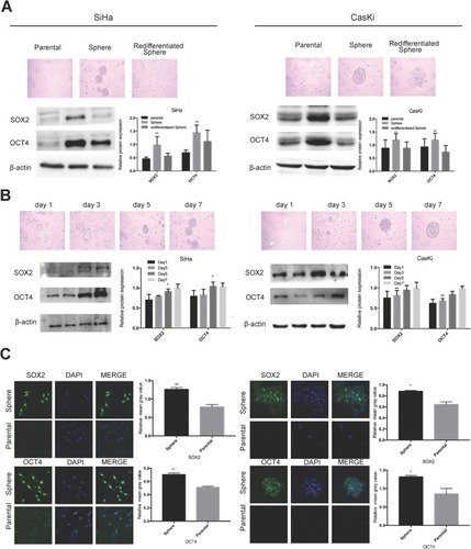 Figure 1 Oncosphere from cervical cancer cells exhibits high expression of stem cell markers.Notes: Phase contrast photomicrographs and Western blot detection of the expression of SOX2 and OCT4 proteins (A) in parental adherent SiHa and CaSki cells (left), oncospheres in low-adherence culture (middle), and re-differentiated oncospheres that returned to adherent culture with 10% FBS medium (right); and (B) at days 1, 3, 5, and 7 from parental adherent SiHa and CaSki cells through development of spheroid clusters to oncospheres. (C) Immunofluorescence images of SOX2 and OCT4 in parental adherent SiHa and CaSki cells and oncospheres using an anti-SOX2/OCT4 (green) antibody and DAPI staining (blue) to indicate the cell nucleus. Images on the left show cells stained with anti-SOX2/OCT4, images in the middle show cells stained with DAPI, and images on the right are merged anti-SOX2/OCT4 and DAPI. All of the contrast of images were taken under the same conditions. *P<0.05 and **P<0.01 when comparing experimental and control groups (two-tailed Student's t test).